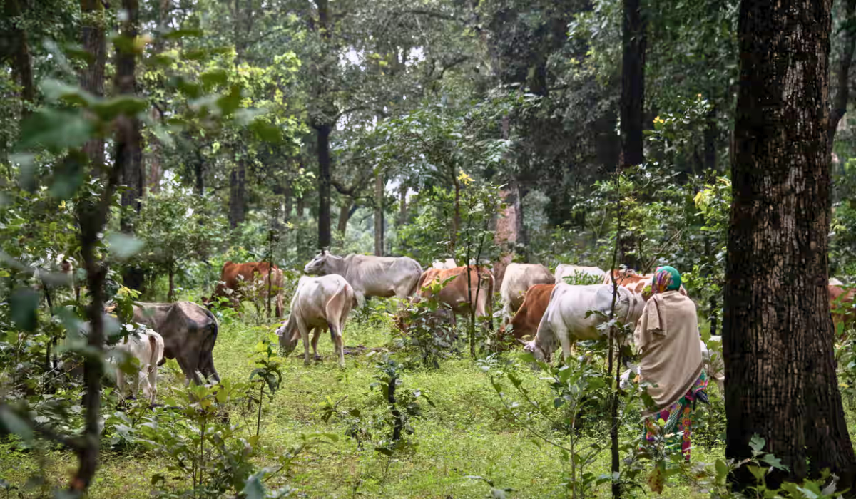 Photo: Hasdeo forest 